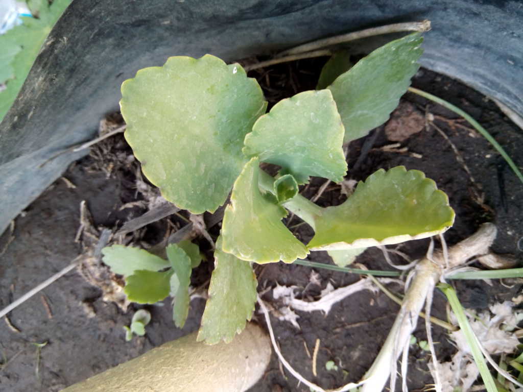 [Foto de planta, jardin, jardineria]