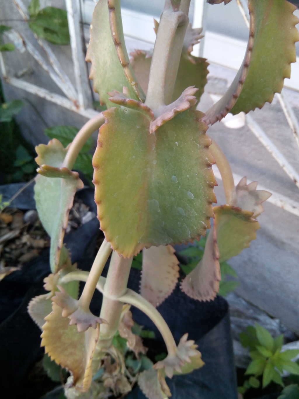 [Foto de planta, jardin, jardineria]