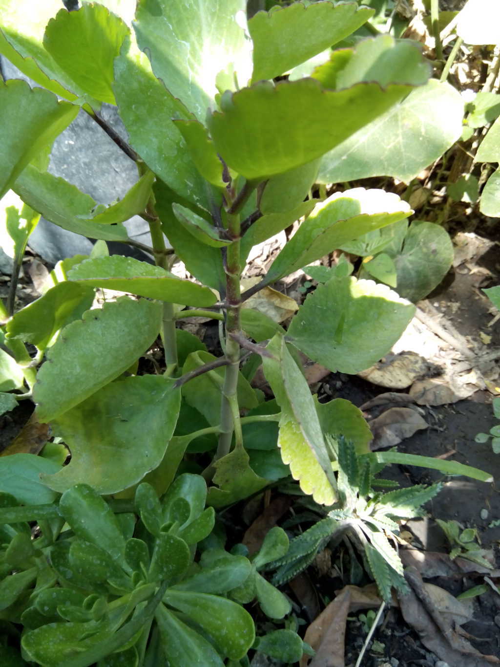 [Foto de planta, jardin, jardineria]