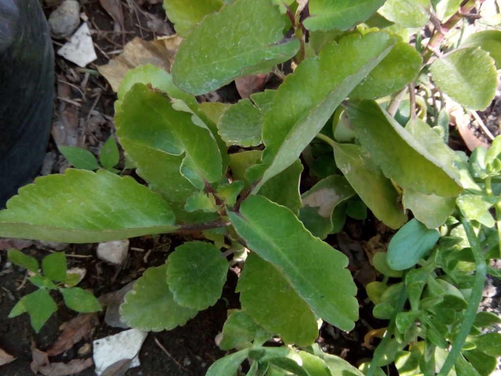 [Foto de planta, jardin, jardineria]