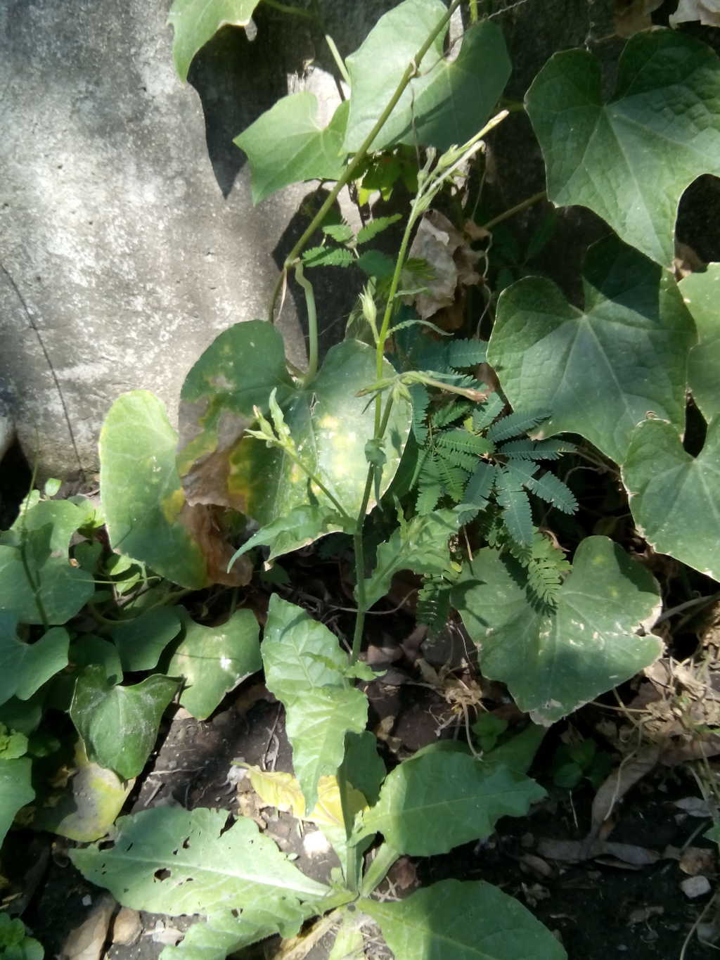 [Foto de planta, jardin, jardineria]