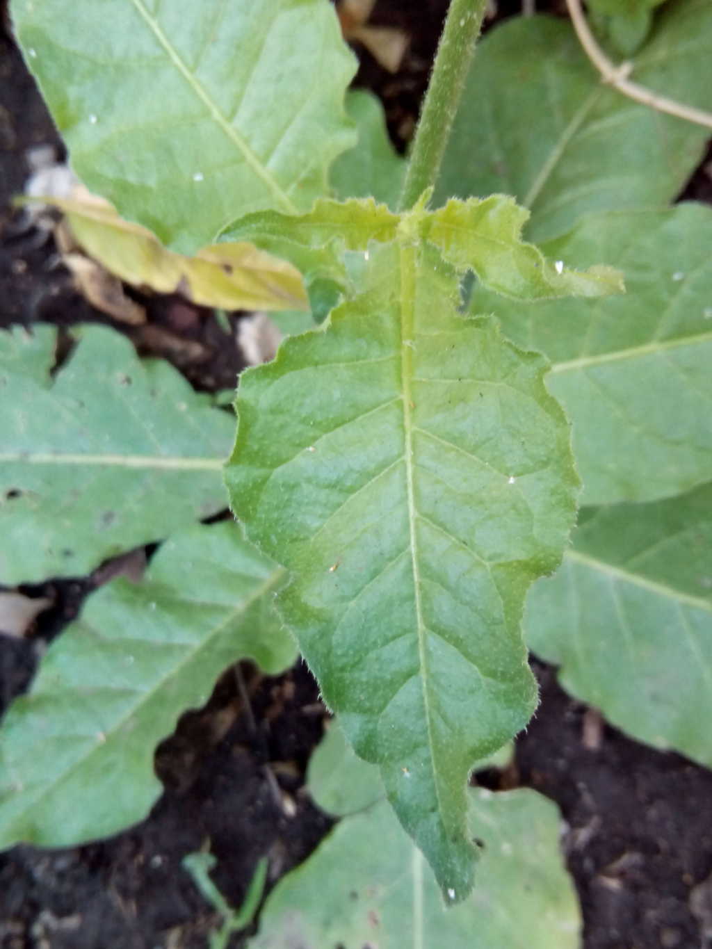 [Foto de planta, jardin, jardineria]