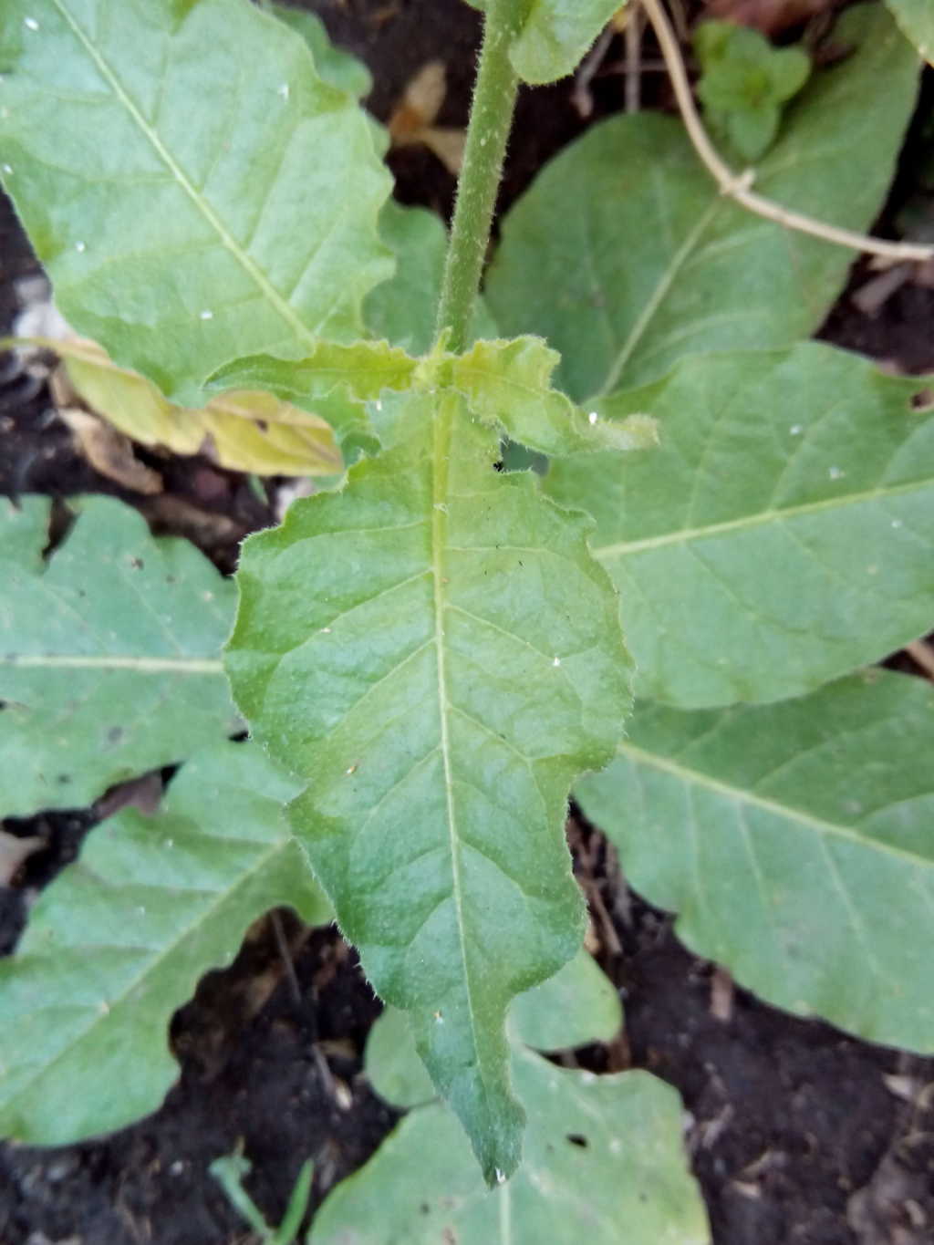 [Foto de planta, jardin, jardineria]