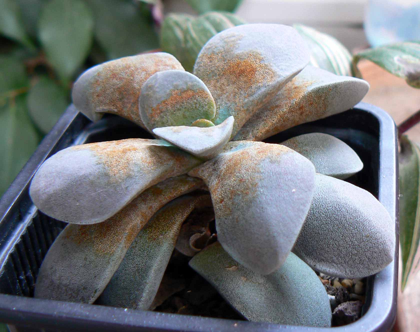 [Foto de planta, jardin, jardineria]