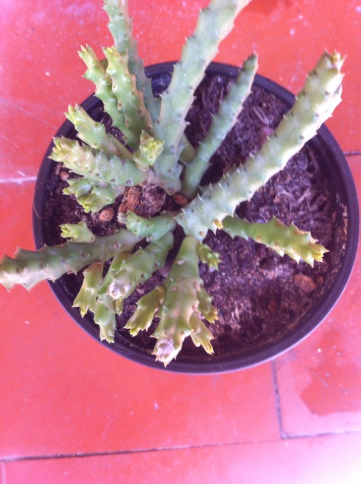 [Foto de planta, jardin, jardineria]
