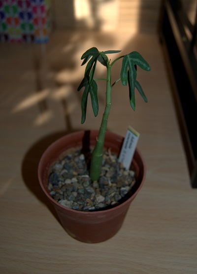 [Foto de planta, jardin, jardineria]
