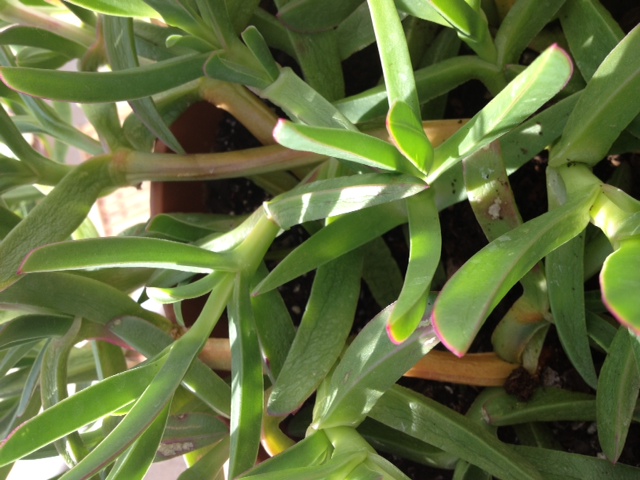 [Foto de planta, jardin, jardineria]