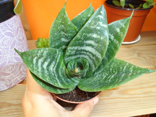 [Foto de planta, jardin, jardineria]