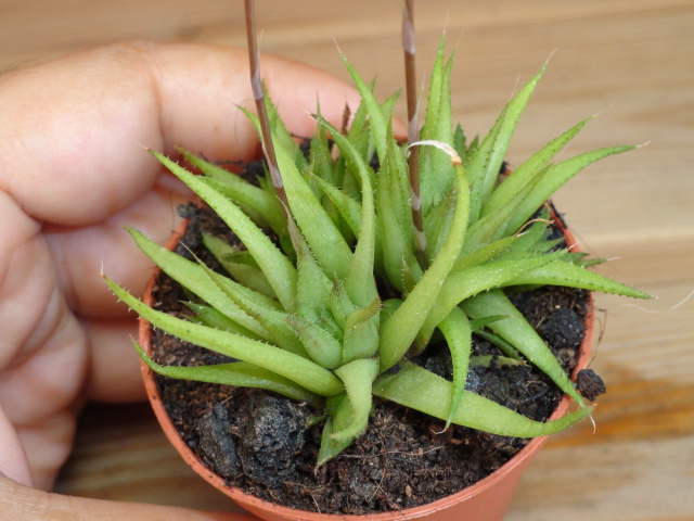 [Foto de planta, jardin, jardineria]