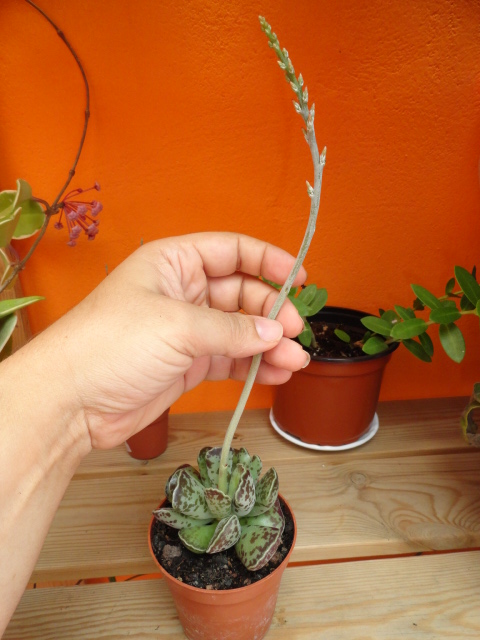 [Foto de planta, jardin, jardineria]