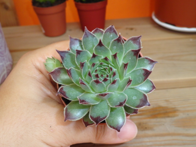 [Foto de planta, jardin, jardineria]