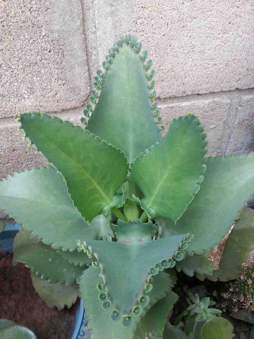 [Foto de planta, jardin, jardineria]