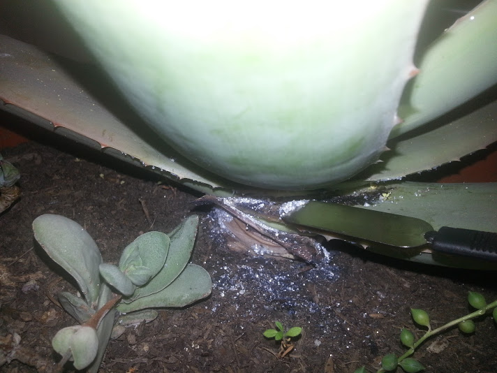 [Foto de planta, jardin, jardineria]