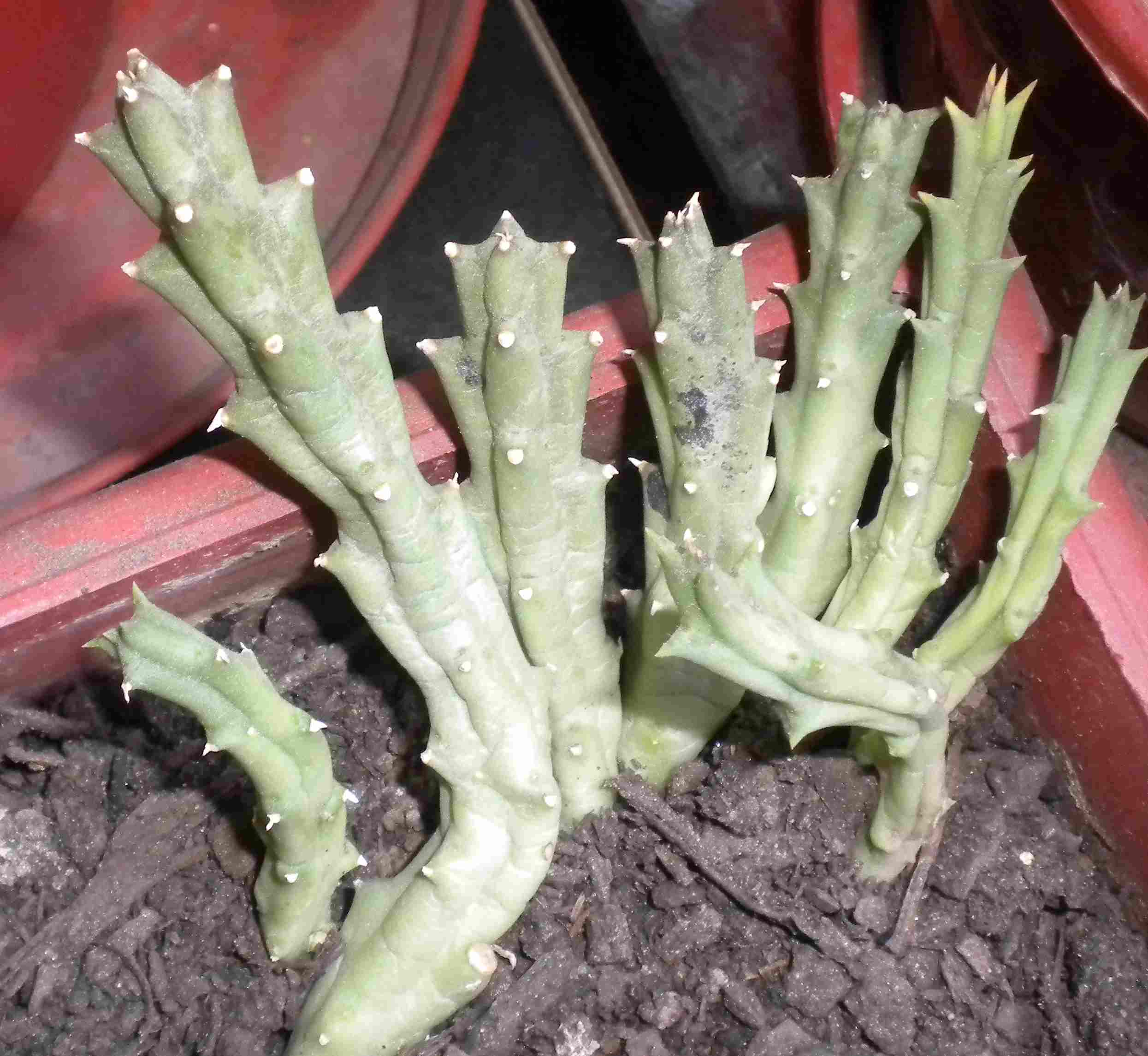 [Foto de planta, jardin, jardineria]