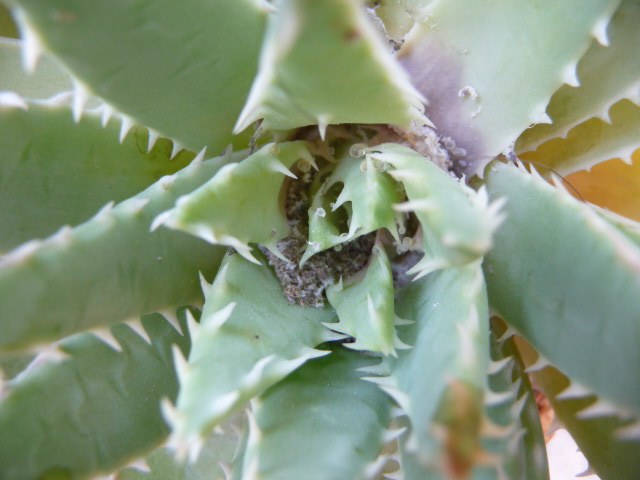 [Foto de planta, jardin, jardineria]