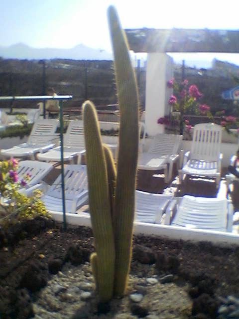 [Foto de planta, jardin, jardineria]