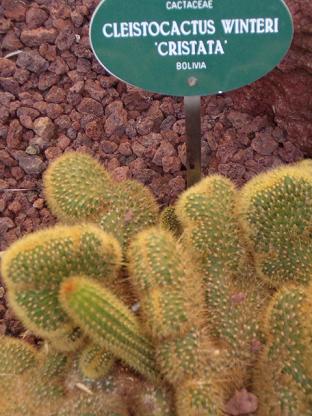 [Foto de planta, jardin, jardineria]