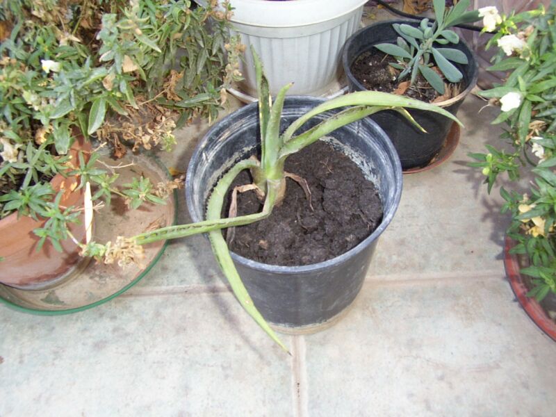 [Foto de planta, jardin, jardineria]