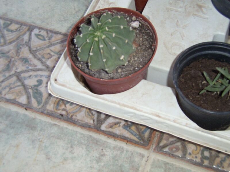 [Foto de planta, jardin, jardineria]