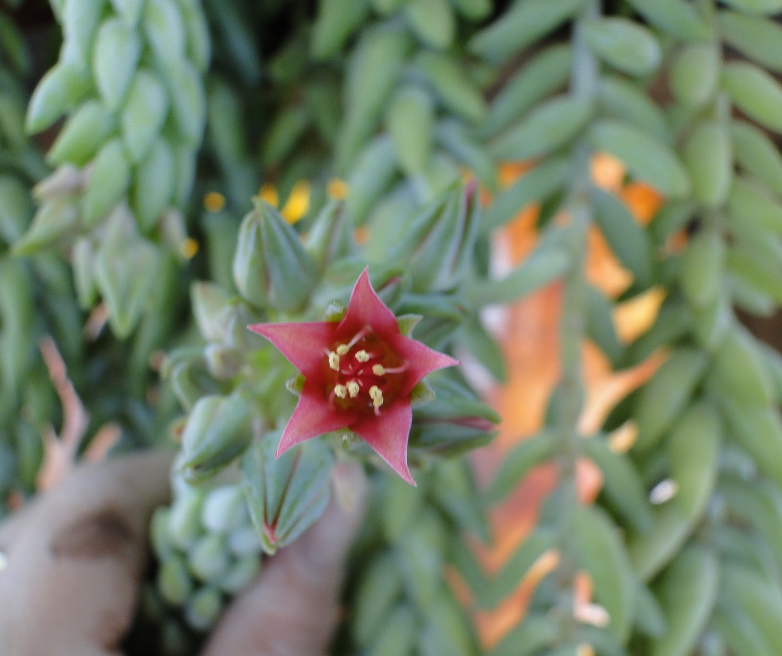 [Foto de planta, jardin, jardineria]