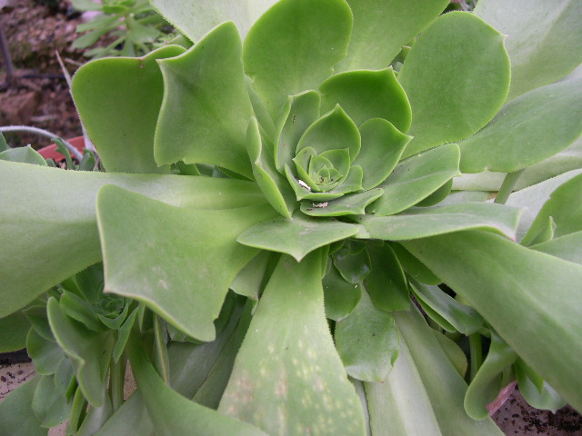 [Foto de planta, jardin, jardineria]