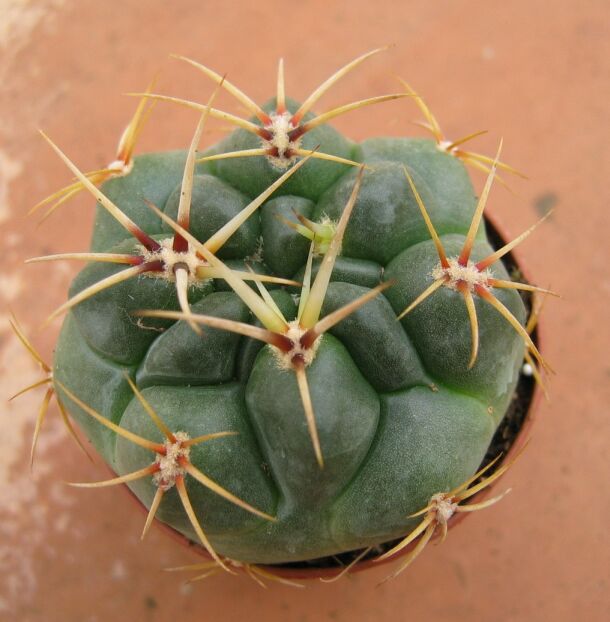 [Foto de planta, jardin, jardineria]