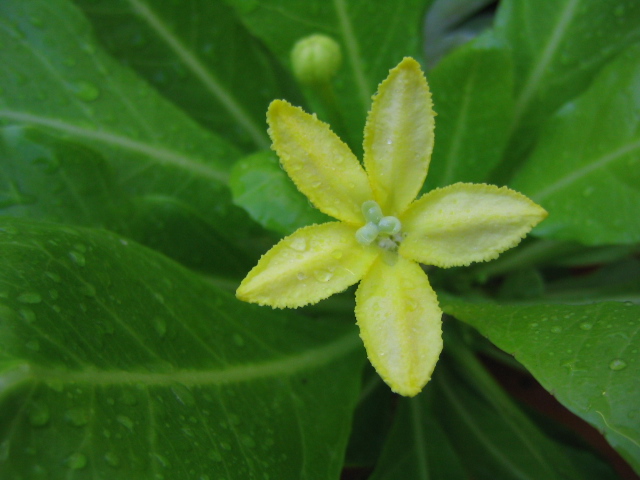 [Foto de planta, jardin, jardineria]