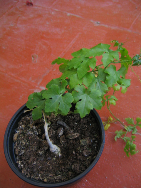 [Foto de planta, jardin, jardineria]
