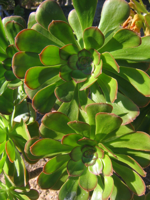 [Foto de planta, jardin, jardineria]