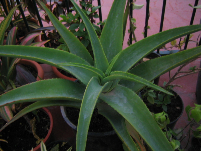 [Foto de planta, jardin, jardineria]