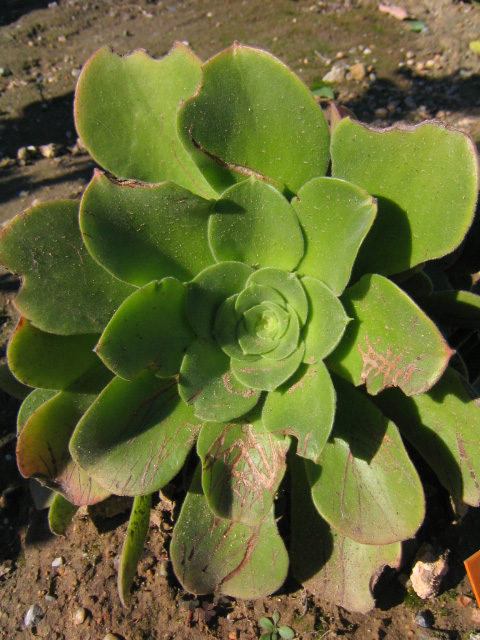 [Foto de planta, jardin, jardineria]
