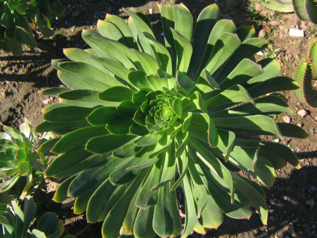 [Foto de planta, jardin, jardineria]