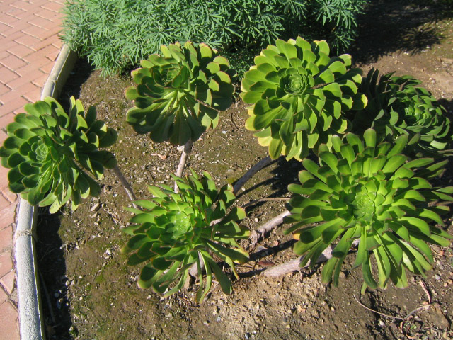 [Foto de planta, jardin, jardineria]