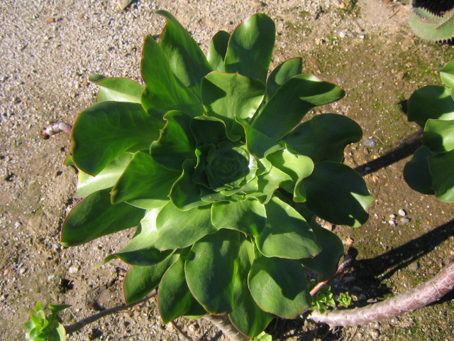 [Foto de planta, jardin, jardineria]