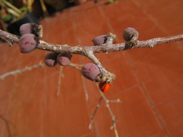 [Foto de planta, jardin, jardineria]