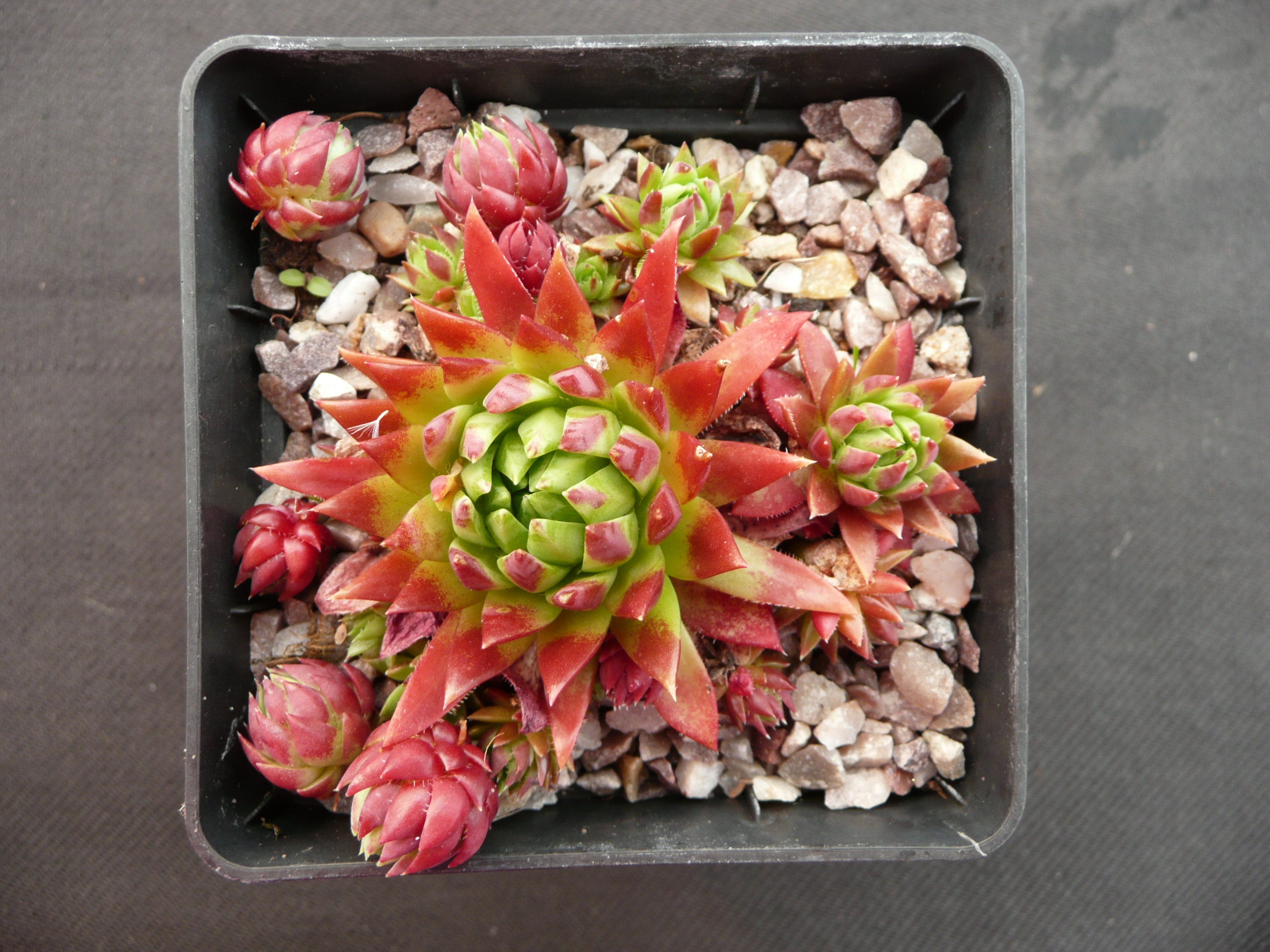 [Foto de planta, jardin, jardineria]