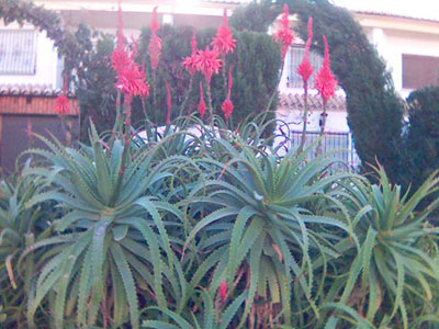 [Foto de planta, jardin, jardineria]