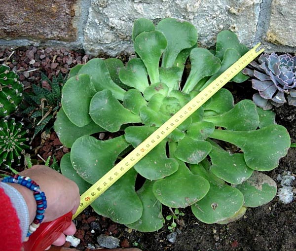 [Foto de planta, jardin, jardineria]