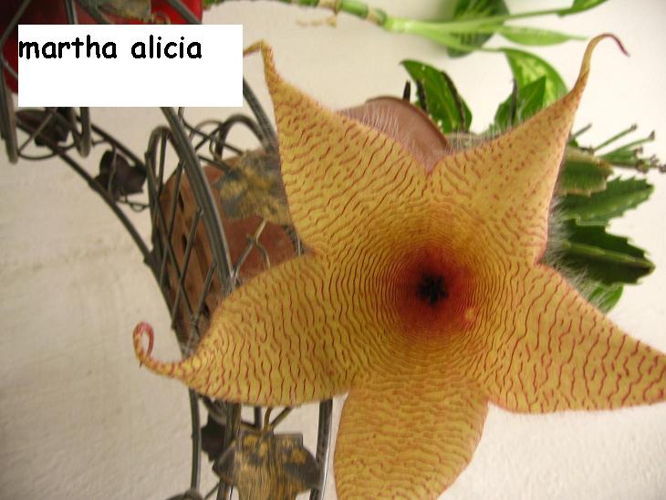 [Foto de planta, jardin, jardineria]