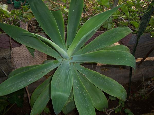 [Foto de planta, jardin, jardineria]