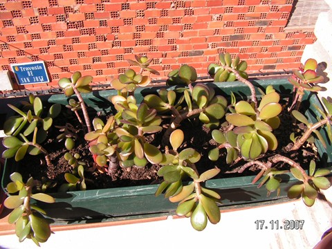 [Foto de planta, jardin, jardineria]