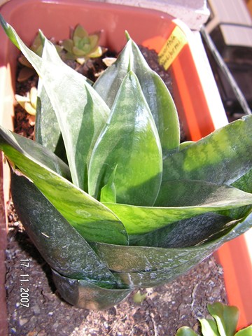 [Foto de planta, jardin, jardineria]