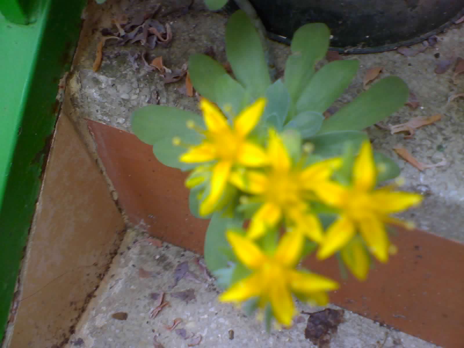 [Foto de planta, jardin, jardineria]