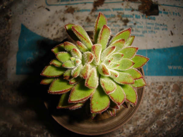 [Foto de planta, jardin, jardineria]