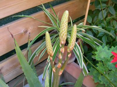 [Foto de planta, jardin, jardineria]