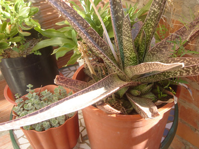 [Foto de planta, jardin, jardineria]