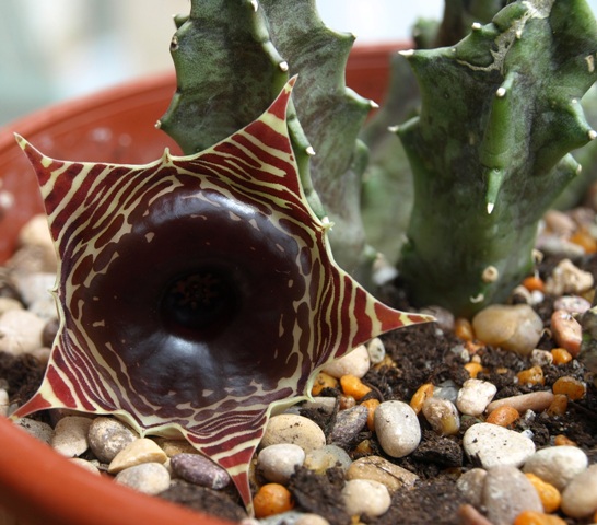 [Foto de planta, jardin, jardineria]