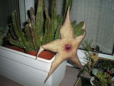 [Foto de planta, jardin, jardineria]