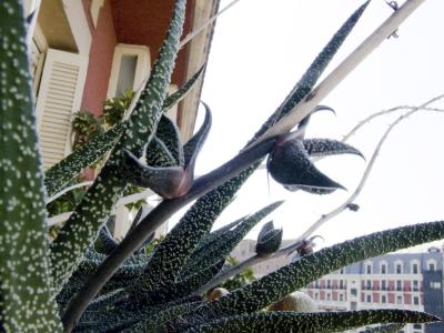 [Foto de planta, jardin, jardineria]