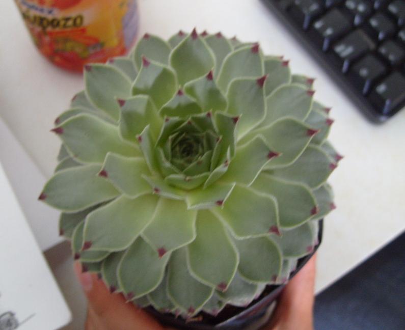 [Foto de planta, jardin, jardineria]